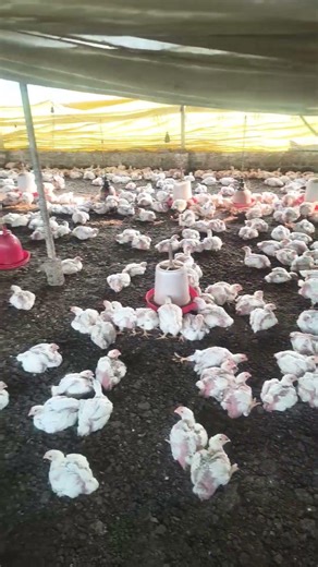 boiler murgi form training video #chicken