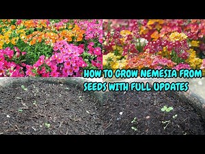 HOW TO GROW NEMESIA FROM SEEDS WITH FULL UPDATES