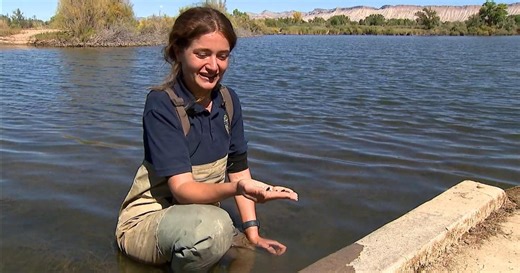 Strategy for battling the zebra mussel invasion in Colorado starts to shift