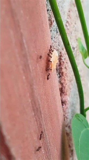 Tiny Black Ants Carrying Food Together