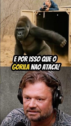 WHY DOESN'T THE GORILLA ATTACK?