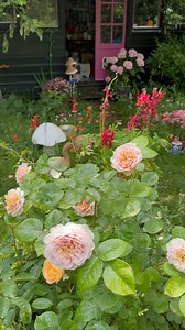 17K views · 275K reactions | 李刺 Pretty much every Saturday morning for me! 80 days until THE BOOK OF HEARTBREAK is out. Have you pre-ordered yet? They matter so much, they determine how many copies get printed and stocked. They mean everything for a debut author like me. All  are in my bio 李 #bookstagram #gardenlibrary #cottagecore #mylibrary #mygarden #ducksofig | Ova Ceren | Facebook