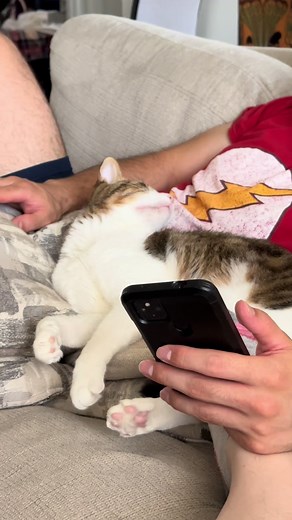 one thing about finn: he will always remind us he’s ready to eat one hour before dinner time 🤣 #tabby #tabbycat #catsoftiktok #meow