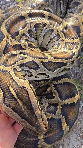 BEAUTIFUL GIANT PYTHON!