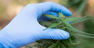 Texasâ New Medical Marijuana Rules | Employer Drug Testing | CBD Test