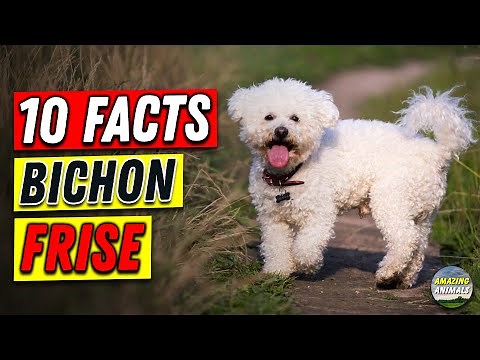 Bichon Frise 101 : 10 Facts for Owners
