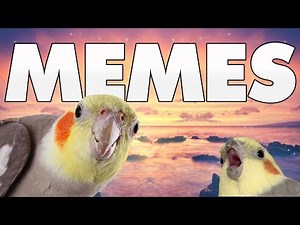 7 MIN OF DANK BIRB MEMES #3