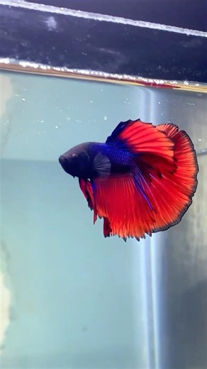 Betta Fish Flaring 😤🔥 | Pure Power #Shorts