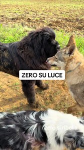 Zero mastino tibetano si arrabbia