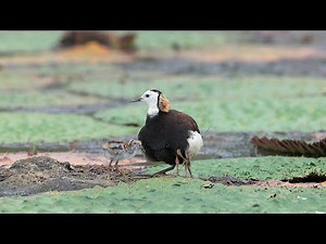 水雉生態紀錄 下集 ( Brooding record of Pheasant-tailed Jacana Part II )