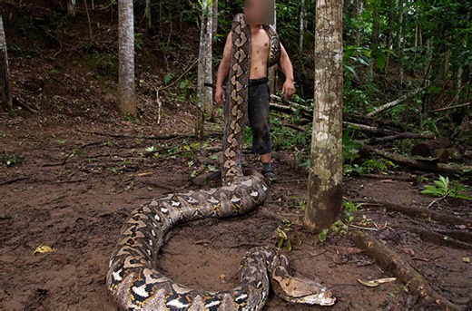 World's longest wild snake discovered in Indonesia [Photos] - Adomonline.com