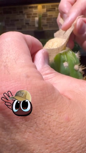 1K views · 38 reactions | How many did I unwrap tonight? I lost count… #count #unwrap #grafts #cactusjeff | Jeff Hanson | Facebook