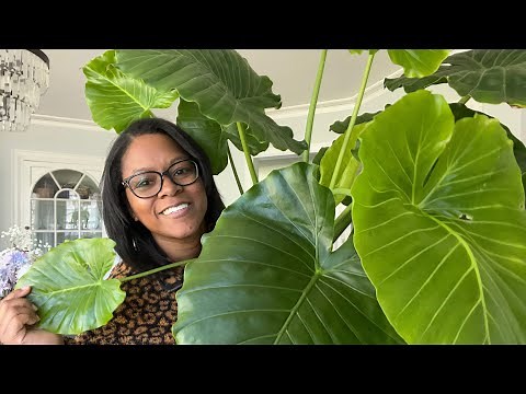 HOW TO GROW ELEPHANT EAR PLANTS | UPDATES | ALOCASIA | COLOCASIA | XANTHOSOMA