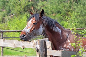 Where Did "Beating a Dead Horse" Originate?