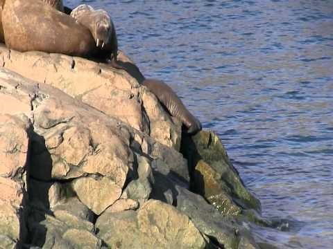 Walrus Calf Falls Off Rock