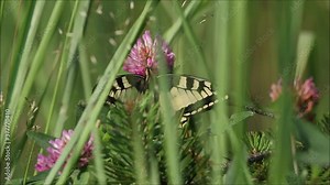 European large butterfly Old world swallowtail, Papilio machaon feeding on a Clover flower on a lush summery meadow in Estonian countryside.