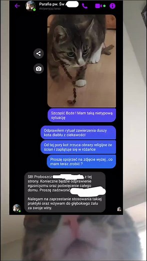 Co mam teraz zrobić? 😂😂 #zgadnij #zgadnijcoto #zgadujzgadula #rozmowa #messageprank #catsoftiktok #cat #fyp #dc