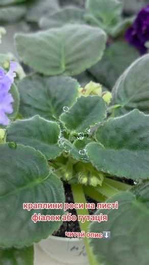 Якщо у Вас є фіалки,то напевно хоч раз,але ви бачили таке явище на них,як краплини роси схожі на маленькі намистини. Це називається гутація. Гутація у фіалок – це природний процес виділення крапель рідини з країв листя, спричинений високим кореневим тиском, що виникає після поливу, при зниженні температури або підвищенній вологості. Хоча сама по собі гутація безпечна, але краплі води, що залишаються на листі, можуть стати ідеальним середовищем для розвитку грибкових інфекцій, тому при її частому