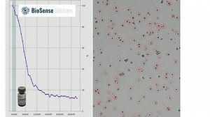 Aspergillus brasiliensis Bioball viability test