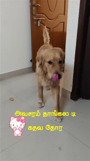 Krypto (Gunduu) on Instagram: "😂😂😂😂 ena avasaram #goldenretriever #puppy #doglovers #krypto #goldenretrieverpuppy"
