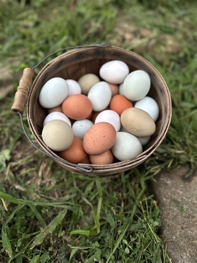 Egg Collecting on a Homestead Farm Experience