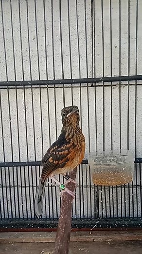 Burung kelas auranya beda bosku ini sudah masuk kelas TK tarlagi masuk SD SMP SMA lanjut kuliah bosku. 😆😁 #kicaumaniaindonesia | Fatan Bf