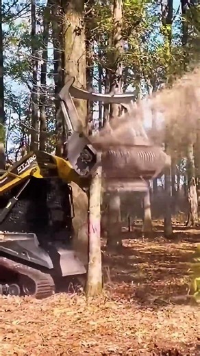 Forestry Mulcher Operation E Grinding Through Heavy Forest Growth