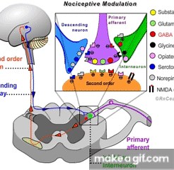 Pain pathway on Make a GIF