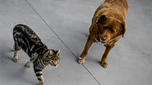 Chat ou chien: qui coûte le plus cher à l’année et combien?