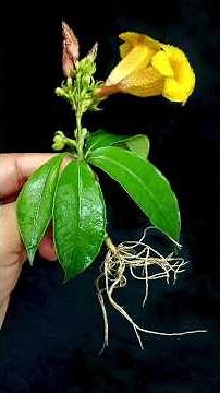 How to Grow Golden Trumpet // Allamanda Tree from Cutting Golden Trumpet Bud With Garlic