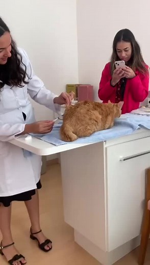 Gatinhos: Exames de sangue antes da vacinação