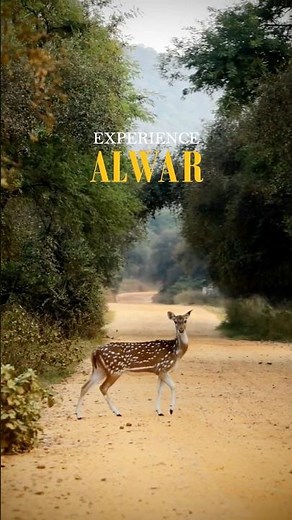 Experience Alwar 🦚✨