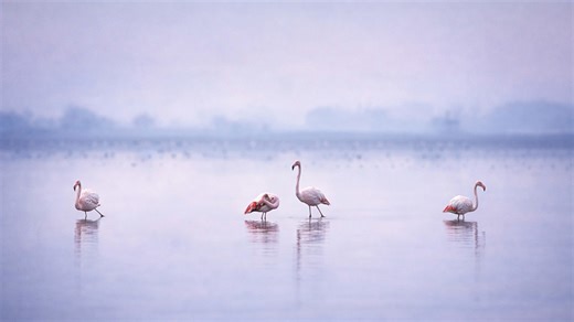 Capturing birds when lighting conditions are difficult