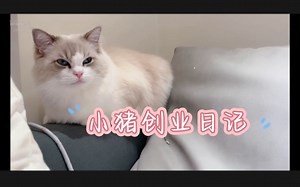 【Caesar和Loki】洛琪琪创业日记：我要奋斗！迎娶黑富美凯妹！走向猫生巅峰！凯总代班日记：我要让弟弟吃好睡好！