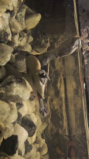 Indian flapshell turtle (Lissemys punctata), a freshwater species common in South Asia