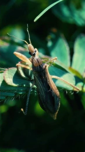 Amazing Insect Moments Caught on Camera | Macro Nature