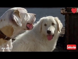 homeward bound | whatsapp status part 5