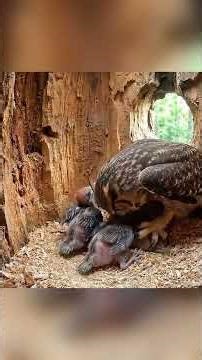 Life or Death: The Pileated Woodpecker’s Secret Struggle! 🐣🔥