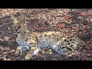 Why is serval cat Savannah panting so much?