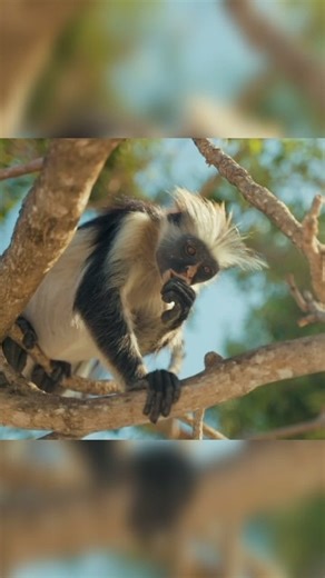 Meet the sloth | Lazy and Smart sloth #sloth #animals #reels #junglelife #shorts #ytshorts