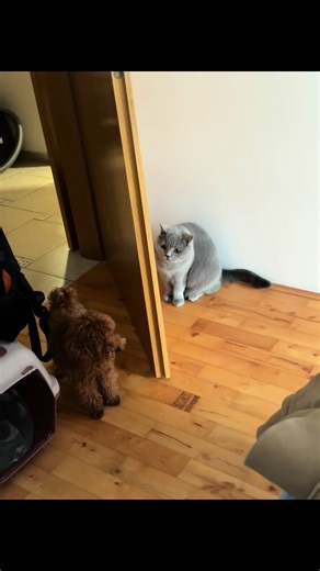 This is not a fight… it’s a negotiation.🐶🐱 #viralvideos #viral #poodle #petsoftiktok #petcare