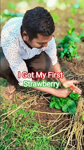 🍓 First Strawberry Harvest From My Garden! #shorts "