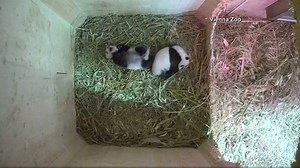 AW! Watch this mama panda with her cubs - and see one of the cubs open its eyes! http://bit.ly/2cLIrS4 | WFLA News Channel 8
