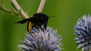 What Is This Big Bee Doing Here?