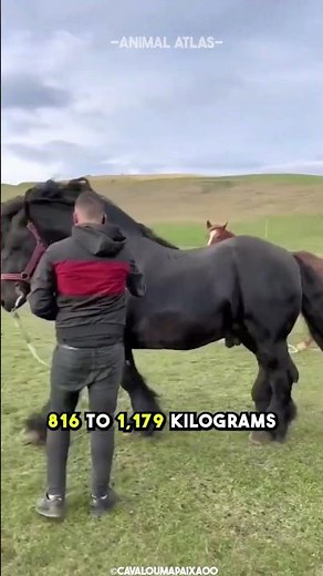 The Magnificent Percheron Horse