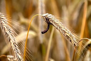 Ergot Infection in Your Crop, Test Soil Copper Levels
