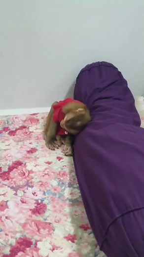 #monkeys #monkeyface #monkeyforest #babymonkey #monkeyingaround #monkeylove #monkeyisland #monkeytemple #monkeyking #monkeyshoulder #animal #wildlife #wild #animallovers #monkeystyle #monkeyswing #cuteanimal #babymonkeypet | Monkey familys