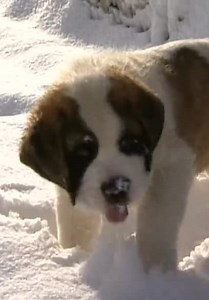 Breed All About It S04:E02 - St. Bernard
