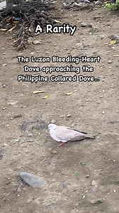 Luzon Bleeding-Heart Dove and the Philippine Collared Dove | Erick Rubio