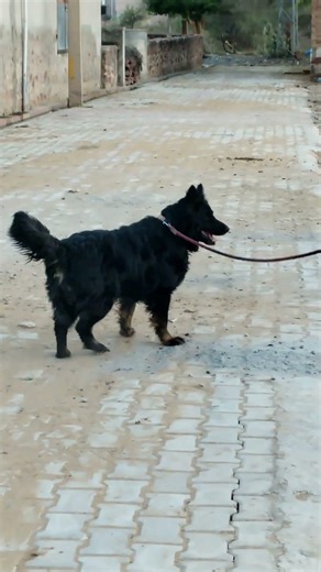 german shepherd 🐕 black dog 🖤